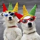 Hunde mit Sonnenbrillen und Hüte