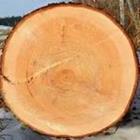 Holz Stumpf