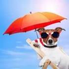 Hund mit Sonnenbrille und Sonnenschirm