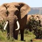 Große Elefanten