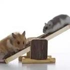 Ratten auf der Skala