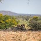 Die 6 Buchstaben Lösungen GEPARD