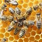 Bienen mit Honig